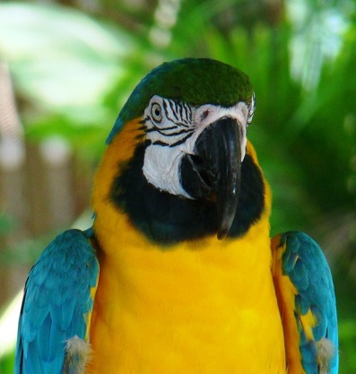 macaw-722976_640